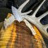 Mini Nessy Knife – Nitro V Steel Hunting Knife